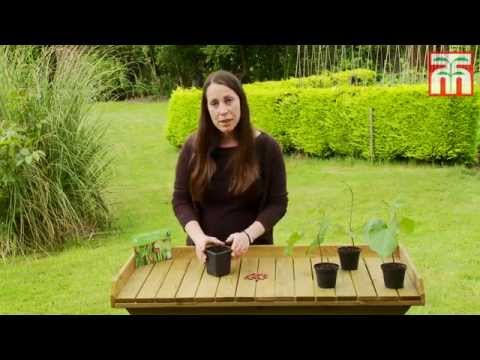 How to grow Runner Beans with Thompson & Morgan.