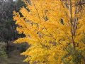 Reason Piano Ost Autumn In My Heart