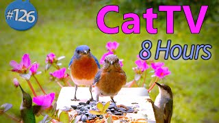TV for Cats to Watch 😻 8 Hours of Birds 🐦Uninterrupted CatTV No Ads