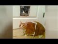 Funny CATS DESTROYING EVERYTHING on their way! - PREPARE to LAUGH SUPER HARD! DEFAULT Thumbnail