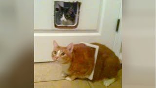 Funny CATS DESTROYING EVERYTHING on their way! - PREPARE to LAUGH SUPER HARD! MQDEFAULT Thumbnail