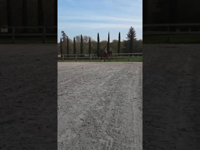 HARMATTAN IZIA, une jument Arabe attachante de 8 ans