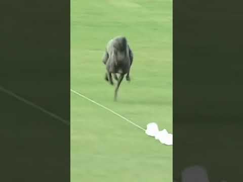 THIS DOG IS SO FAST 😱😱 #shorts