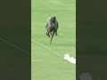 THIS DOG IS SO FAST Shorts