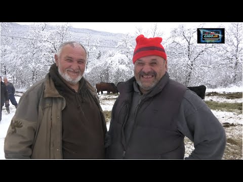 - ZMAJ POSJETIO ĆIRU I ANGUSE U SNIJEGU, ŠIPOVO 2025 /ANGUS IN THE SNOW