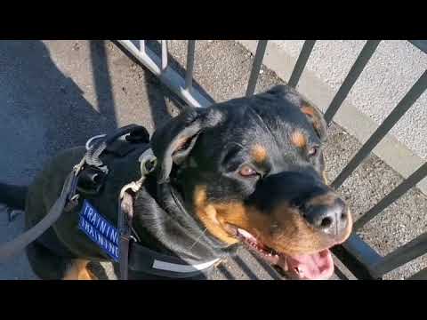 Well Heeled Hounds video.