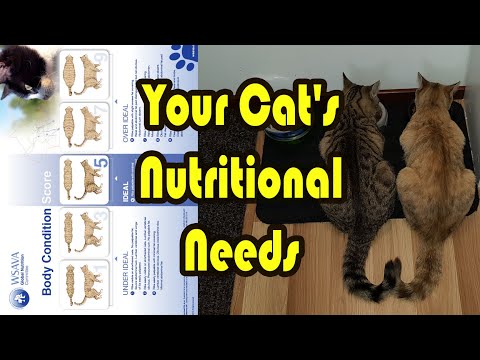 How Much and How Often should I Feed my Cat?