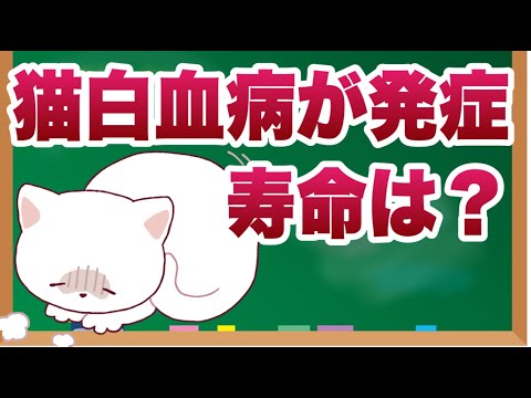 猫白血病にかかった猫の寿命はどれくらい?