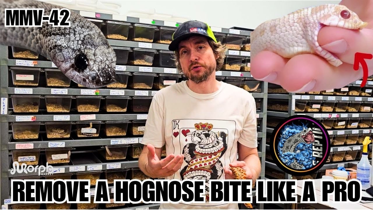How To Remove Hognose Snake Bite Like A Pro With JMG Reptiles Part 2