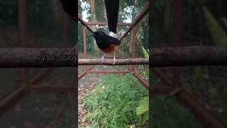 Download lagu Masteran burung MURAI BATU isian KENARI dan love bird #masteranburung #birds #pássaropega-pedra mp3