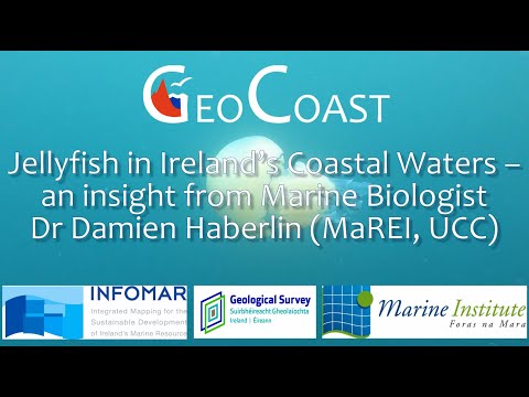 Jellyfish in Ireland’s Coastal Waters – an insight from Marine Biologist Dr Damien Haberlin