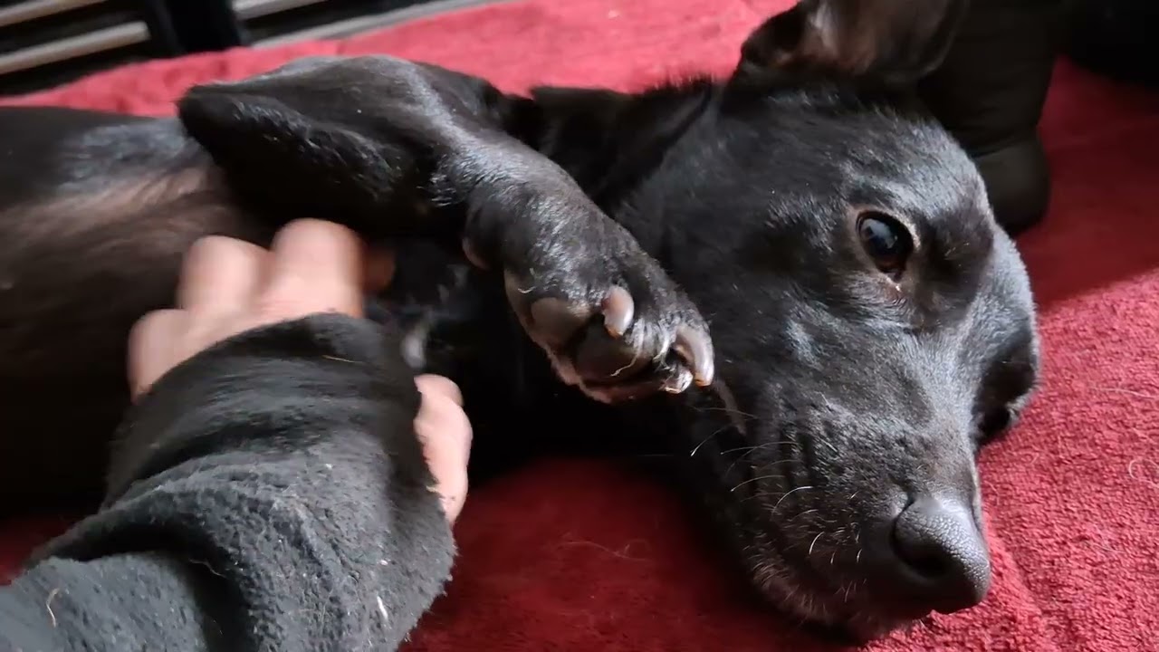 Enlarge TWIXY, a Adoptable mixed breed in Sebec, ME video 4/4