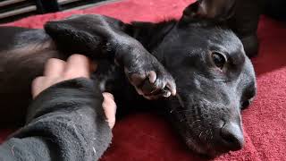 Video preview image #1 Chiweenie Puppy For Sale in Sebec, ME, USA