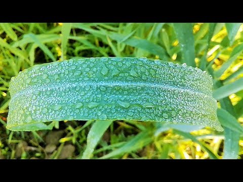 download lagu mp3 mp4 Morning Dew On Leaves, download mp3 Morning Dew On Leaves free download mp3, download mp3 Morning Dew On Leaves