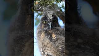Longeared Owl Sounds (A Longeared Owl Chick Looking Around As The WindBlows)
