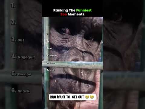 Ranking The Funniest Zoo Moments