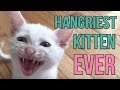 Hangriest Kitten EVER