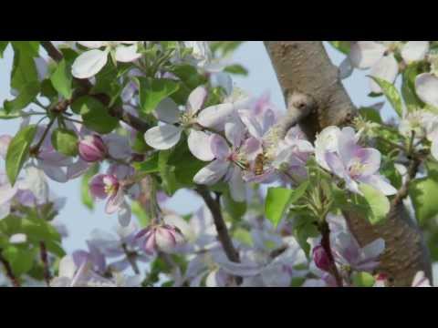 Wacky Apple Educational Video - How do Apples Grow?