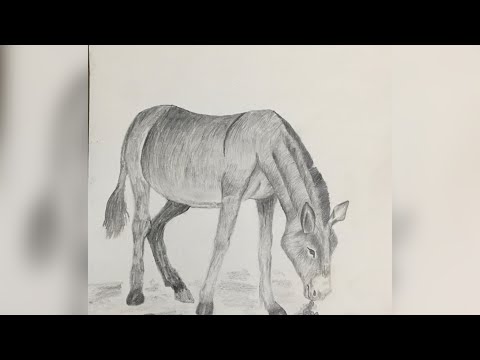 Donkey pencil shading/Donkey drawing/#drawing