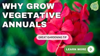 Ask the Experts about Vegetative Annuals for Your Garden