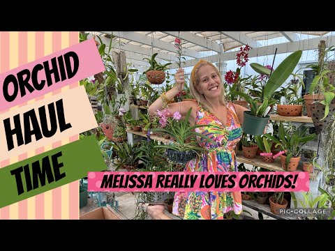 Awesome Orchid Haul from 2 of the best nurseries in Miami