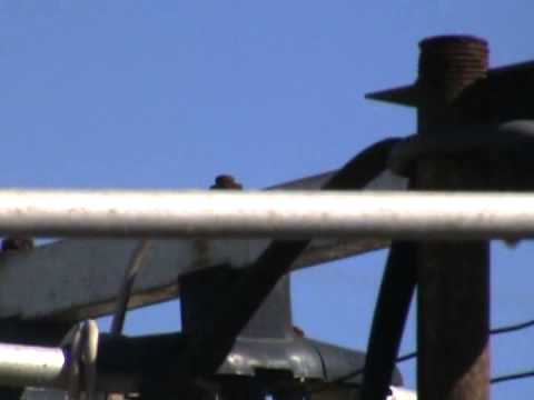 Pinto viejo de Martinez