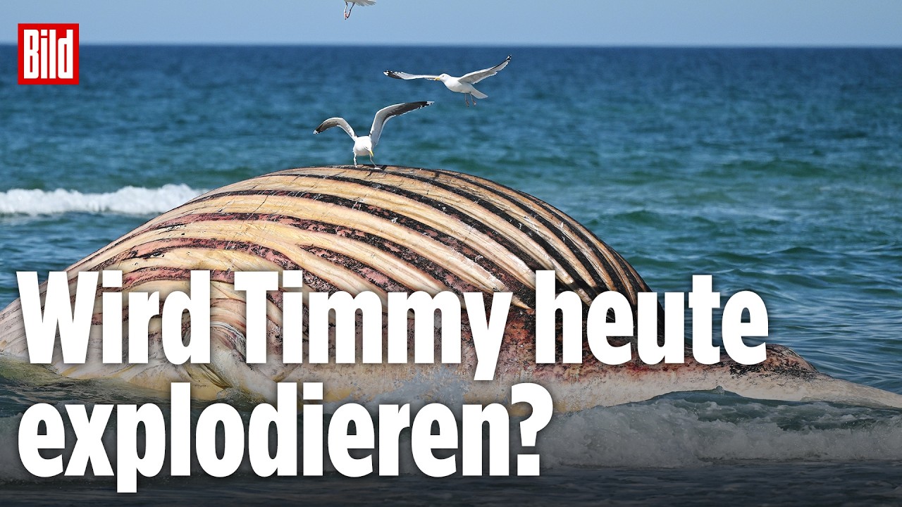 🔴 Toter Buckelwal Timmy droht zu platzen | BILD LIVE