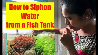 How to Siphon Water from a Fish Tank | HOW TO Siphon your Aquarium without using your MOUTH