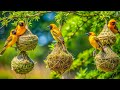 Unveil the Hidden Wonders of Wild Birds in a Spring Wonderland – Nature’s Best-Kept Secrets