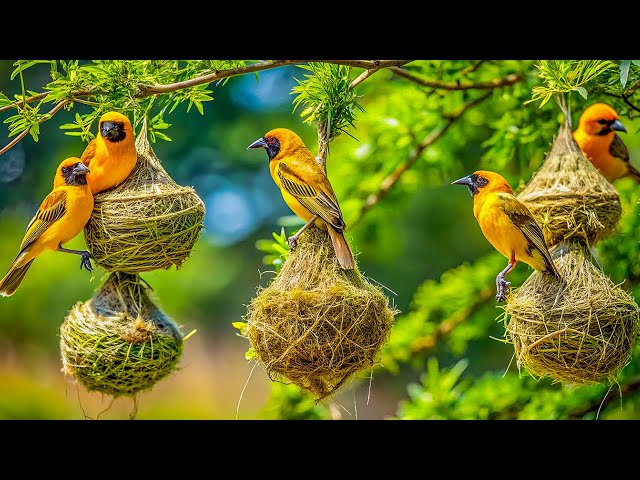 Unveil the Hidden Wonders of Wild Birds in a Spring Wonderland – Nature’s Best-Kept Secrets SDDEFAULT Thumbnail