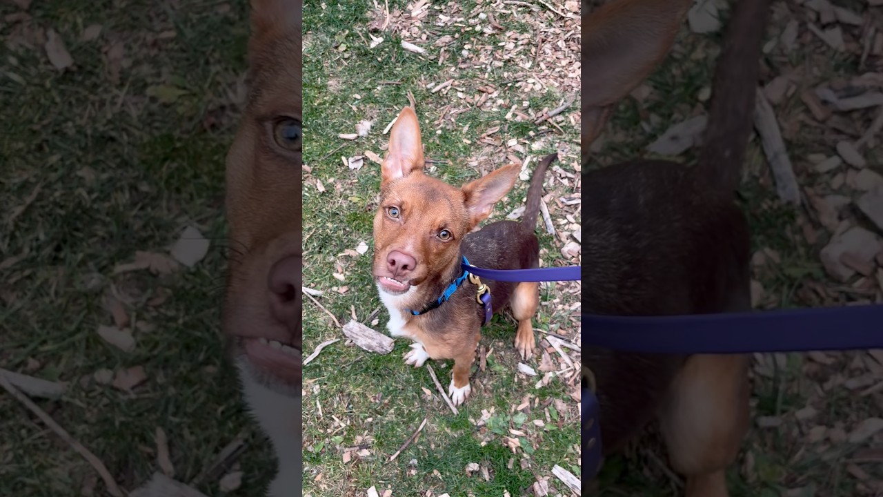 Enlarge Foxy , a ADOPTABLE mixed breed in Briarcliff Manor, NY video 4/4