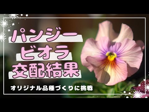園芸 花を交配して新しい交配種を生み出す