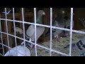 Felix Nadales Blanco Racing Pigeons Loft Taubenschlag Palomar 2013