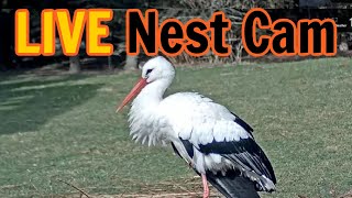 White Stork Nest - Czech Republic
