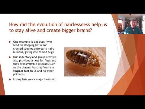 The Brain Skin Connection Series: 7. The Evolution of Hairlessness