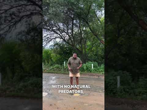 The South African pothole