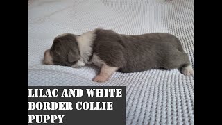 Lilac and White, Pedigree Papered Purebred Border Collie