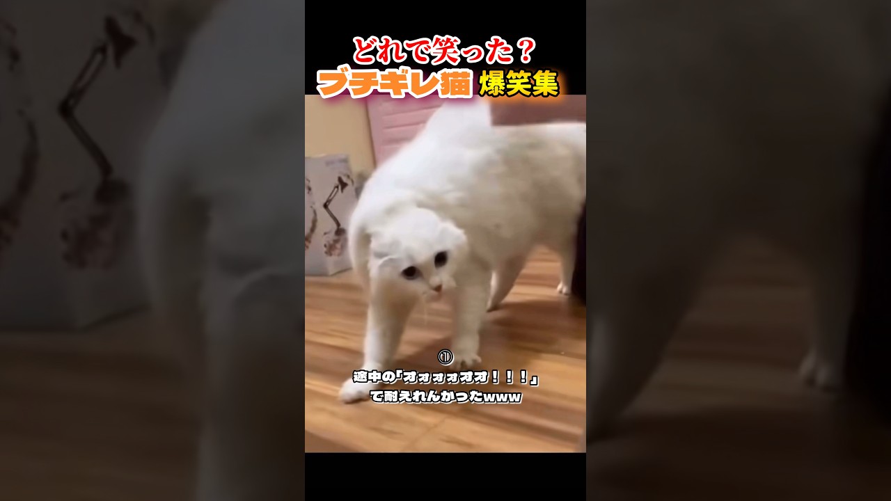 どれで笑った？😂　#おもしろ動画 #面白集 #おもしろ #funny #ねこ動画 #ねこおもしろ動画