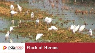 Flock of herons in paddy fields of Kuttanad