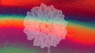 Superbloom Music Video