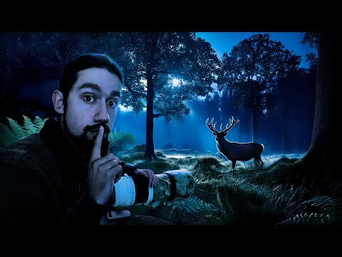 Une Nuit en Forêt pendant le Brame du Cerf