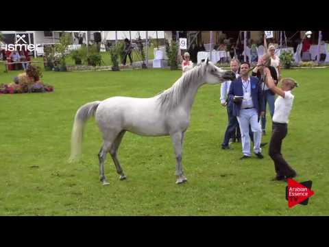 N.69 INGA EL LAWRENCE - Ströhen 2017 C-Show - 4.6 Years Old Mares (Class 9)