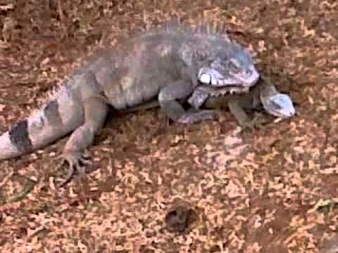 Hoffie Ambiente Natural.Bonaire.Wak e 3 video di e,Yuana machu ku su muje den akshon.