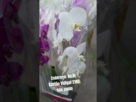 orquídeas