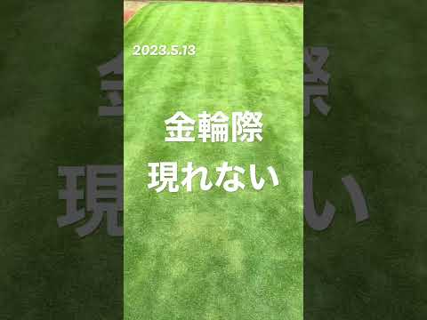 園芸 ベントグラス