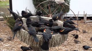 Red-winged blackbirds vs doves. Blackbirds take over at 4 min.