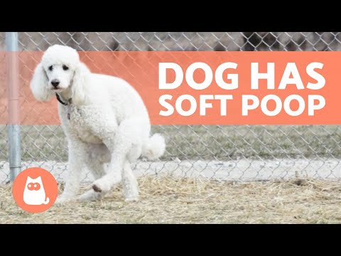 My DOG Has LOOSE STOOLS 🐕💩 How to Fix It