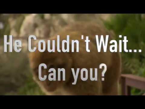 G4 LOVE SONGS -  Monkey Theft