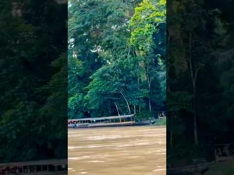 Journey Through the Murky Waters of Tambopata, Amazon forest, Peru 🇵🇪