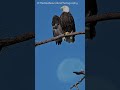 The Eagle and The Moon 🌕🦅! 🎥11/12/2022 #eagle #baldeagle #therealsaundersphotography #trsp